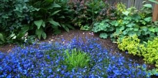 Лобелия эринус, или Лобелия длинночерешковая (Lobelia erinus)