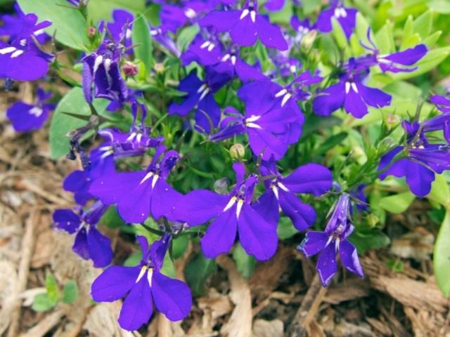 Лобелия эринус, или Лобелия длинночерешковая (Lobelia erinus) Лобелия эринус, или Лобелия длинночерешковая (Lobelia erinus)