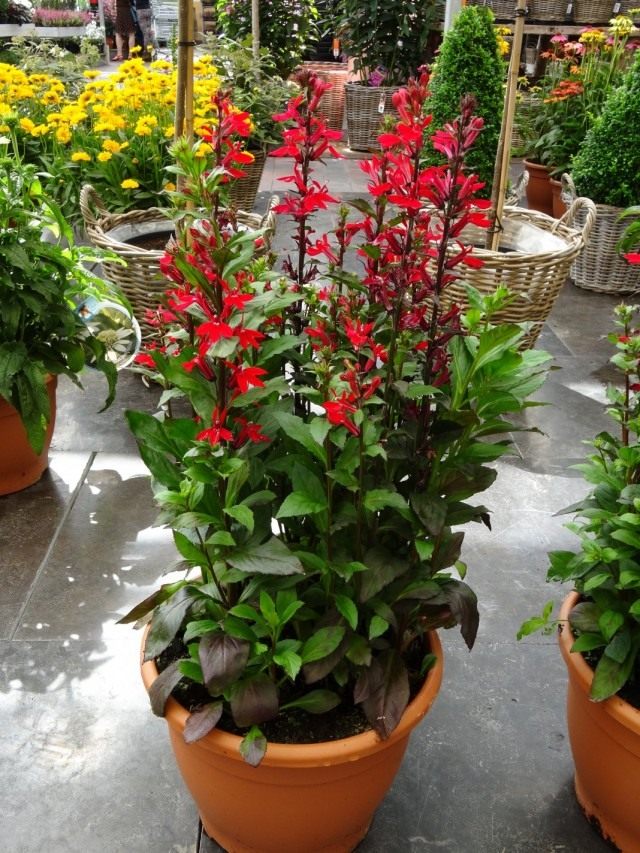 Лобелия прекрасная (Lobelia x speciosa) Лобелия прекрасная (Lobelia x speciosa)