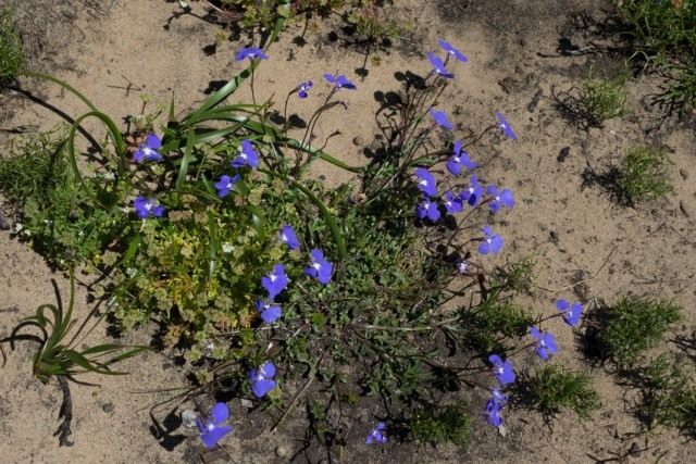 Лобелия тончайшая (Lobelia tenuior) Лобелия тончайшая (Lobelia tenuior)