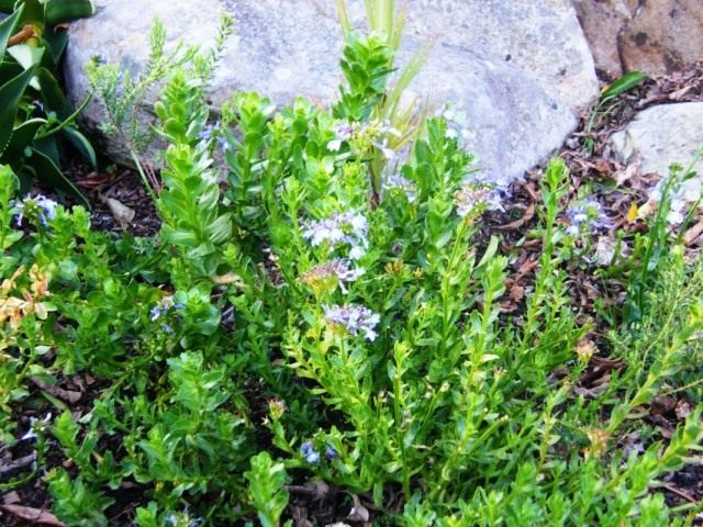 Лобелия сильная (Lobelia valida) Лобелия сильная (Lobelia valida)