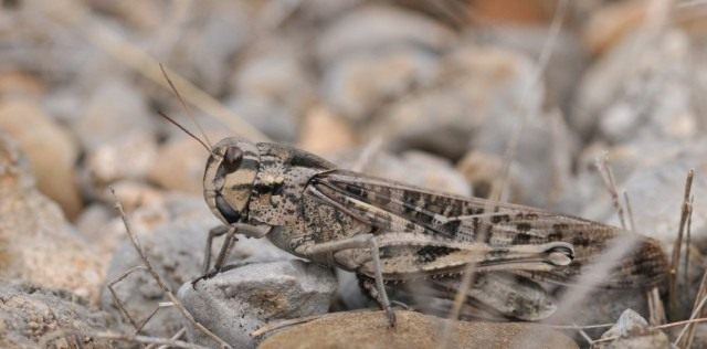 Саранча перелётная, или саранча азиатская серой окраски (Locusta migratoria)