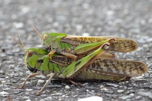 Самец и самка саранчи перелётной, или саранчи азиатской (Locusta migratoria)