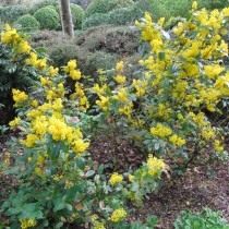 Барбарис падуболистный (Berberis aquifolium), или Магония падуболистная (Mahonia aquifolium) Барбарис падуболистный (Berberis aquifolium), или Магония падуболистная (Mahonia aquifolium)