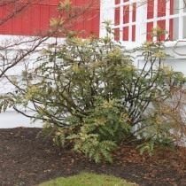 Магония Била (Mahonia bealei) Магония Била (Mahonia bealei)