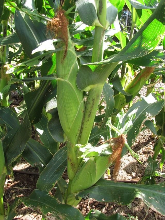 Кукуруза сахарная (Zea mays) Кукуруза сахарная (Zea mays)