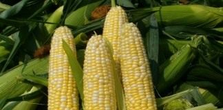 Початки кукурузы