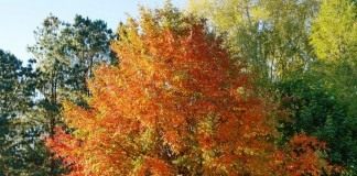 Нисса лесная (Nyssa sylvatica)