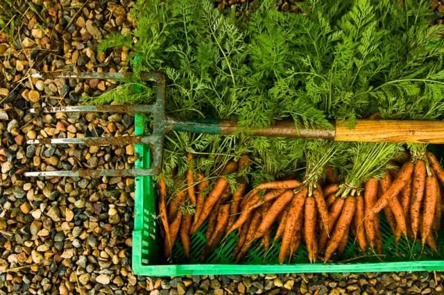 Урожай органически выращенной моркови Урожай органически выращенной моркови