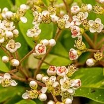 Фотиния Давида (Photinia davidiana) Фотиния Давида (Photinia davidiana)