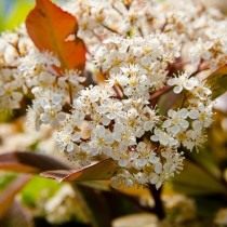Фотиния Фразера (Photinia fraseri) Фотиния Фразера (Photinia fraseri)