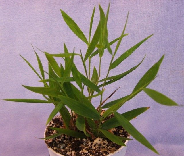 Погонатерум косматый (Pogonatherum crinitum) Погонатерум косматый (Pogonatherum crinitum)