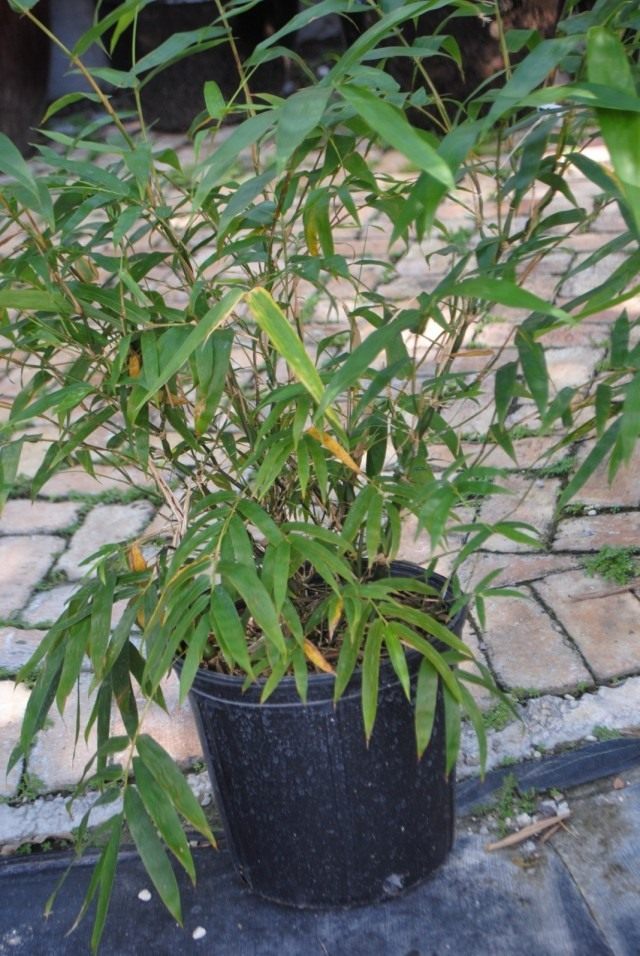 Погонатерум просовидный (Pogonatherum paniceum) Погонатерум просовидный (Pogonatherum paniceum)