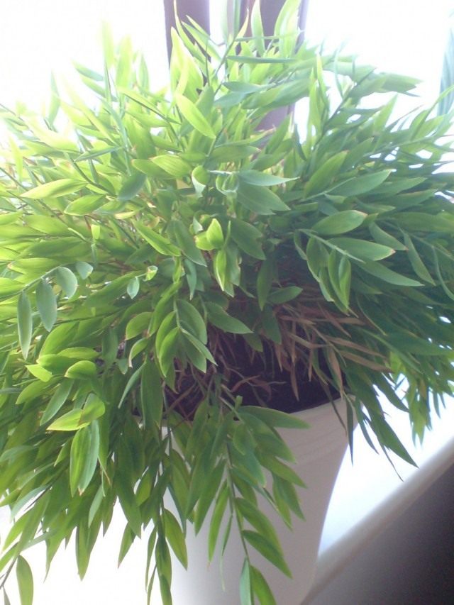 Погонатерум просовидный (Pogonatherum paniceum) Погонатерум просовидный (Pogonatherum paniceum)