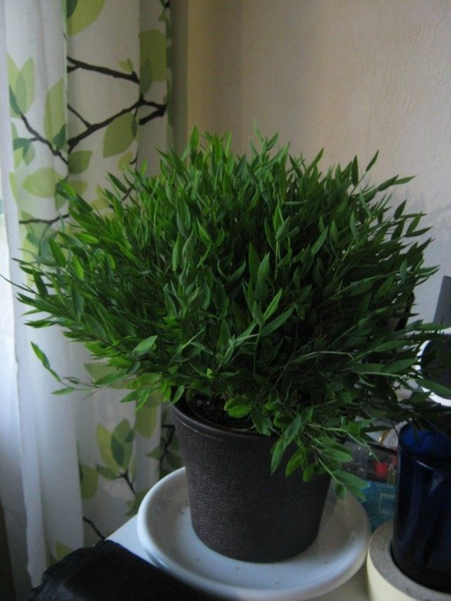 Погонатерум просовидный (Pogonatherum paniceum) Погонатерум просовидный (Pogonatherum paniceum)