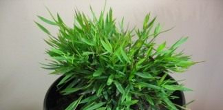Погонатерум просовидный (Pogonatherum paniceum)