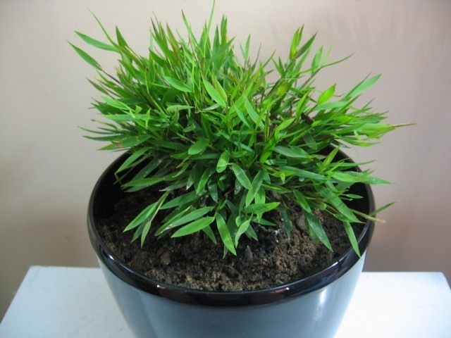 Погонатерум просовидный (Pogonatherum paniceum) Погонатерум просовидный (Pogonatherum paniceum)