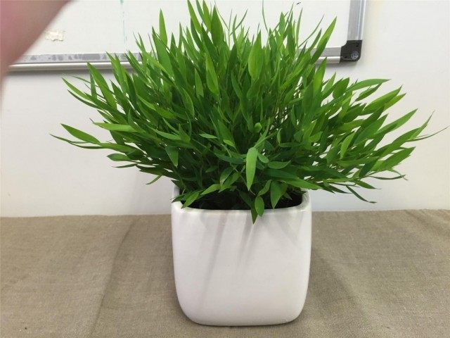 Погонатерум просовидный (Pogonatherum paniceum) Погонатерум просовидный (Pogonatherum paniceum)