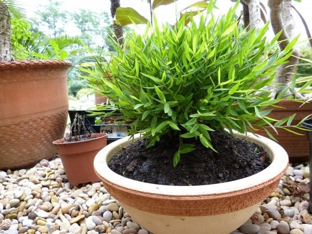 Погонатерум просовидный (Pogonatherum paniceum) Погонатерум просовидный (Pogonatherum paniceum)