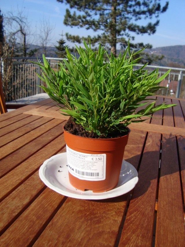 Погонатерум просовидный (Pogonatherum paniceum) Погонатерум просовидный (Pogonatherum paniceum)