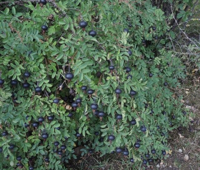 Роза колючейшая, или Шиповник колючейший (Rosa spinosissima) Роза колючейшая, или Шиповник колючейший (Rosa spinosissima)
