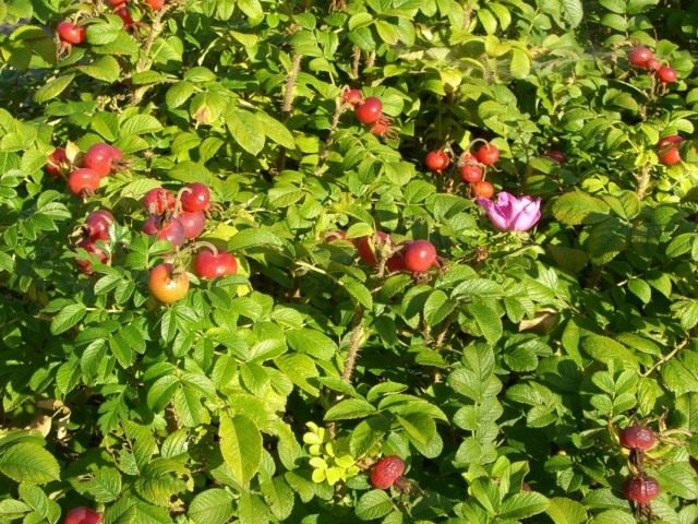 Роза мохнатая (Rosa villosa) Роза мохнатая (Rosa villosa)