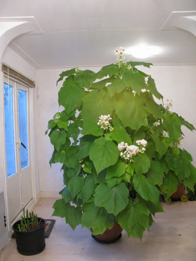 Спармания африканская (Sparmannia africana) Спармания африканская (Sparmannia africana)