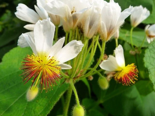 Спармания африканская (Sparmannia africana) Спармания африканская (Sparmannia africana)