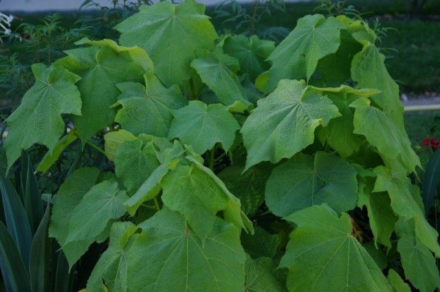 Спармания африканская (Sparmannia africana) Спармания африканская (Sparmannia africana)