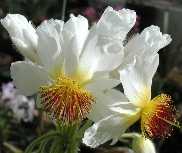 Спармания африканская (Sparmannia africana) Спармания африканская (Sparmannia africana)