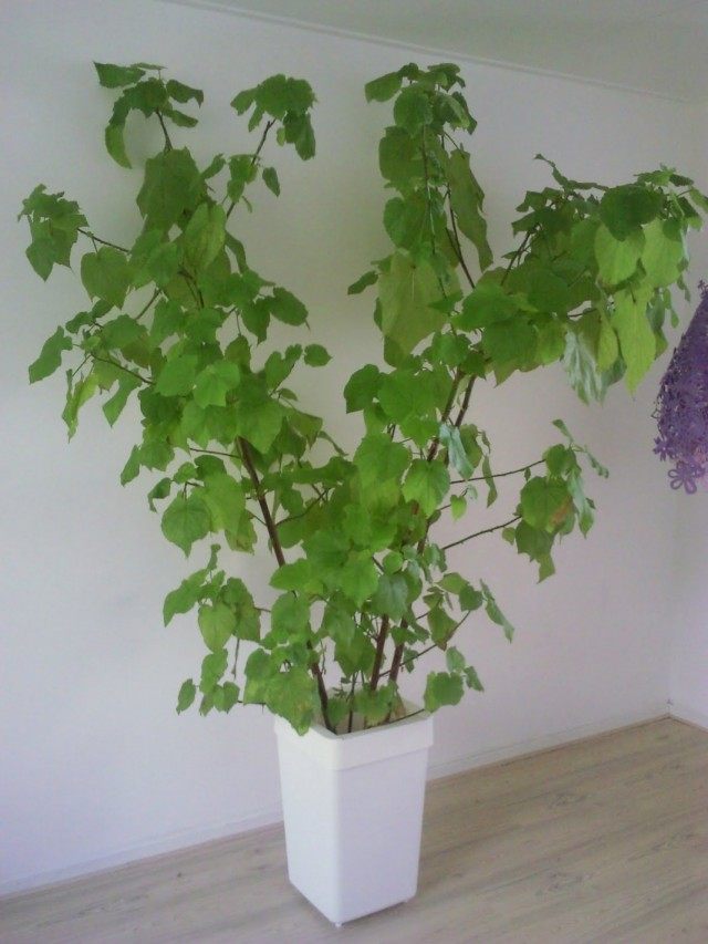 Спармания африканская (Sparmannia africana) Спармания африканская (Sparmannia africana)