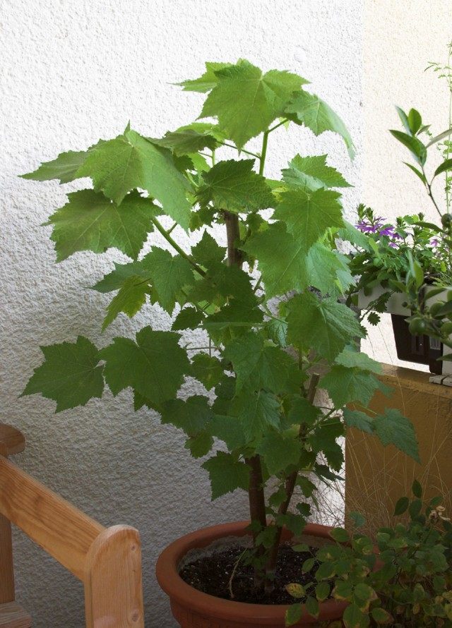 Спармания африканская (Sparmannia africana) Спармания африканская (Sparmannia africana)