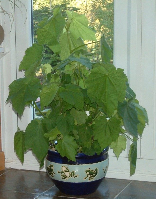 Спармания африканская (Sparmannia africana)) Спармания африканская (Sparmannia africana)