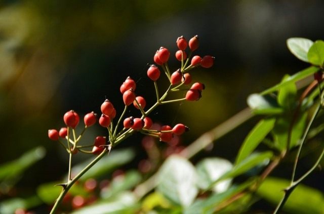 Шиповник многоцветковый, или роза многоцветковая (Rosa multiflora) Шиповник многоцветковый, или роза многоцветковая (Rosa multiflora)