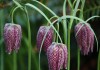 Рябчик шахматный (Fritillaria meleagris)