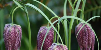 Рябчик шахматный (Fritillaria meleagris)
