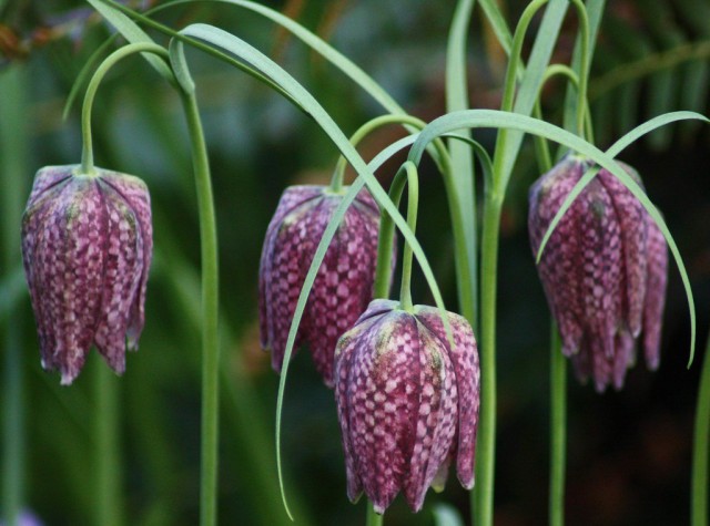 Рябчик шахматный (Fritillaria meleagris) Рябчик шахматный (Fritillaria meleagris)