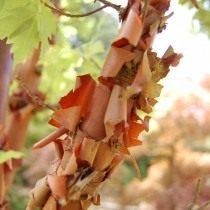 Клён серый (Acer griseum)