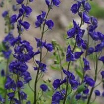 Борец, или Аконит (Aconitum) Борец, или Аконит (Aconitum)