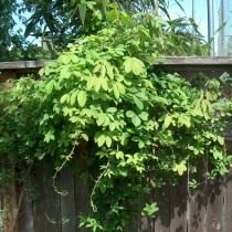 Акебия пятерная (Akebia quinata) Акебия пятерная (Akebia quinata)