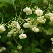 Акебия пятерная белая (Akebia quinata 'Alba') Акебия пятерная белая (Akebia quinata 'Alba')