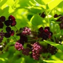 Акебия пятерная (Akebia quinata) Акебия пятерная (Akebia quinata)