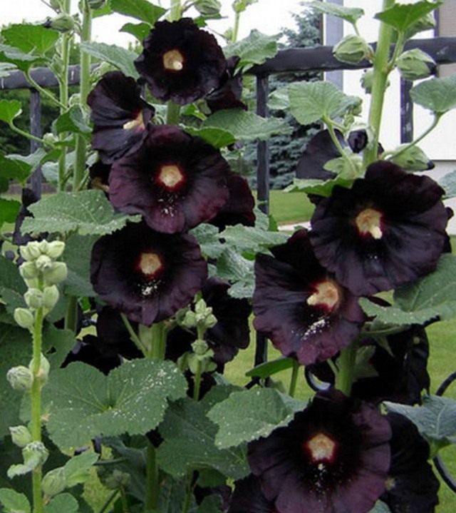 Штокроза "Нигра" (Alcea rosea 'Nigra') Штокроза "Нигра" (Alcea rosea 'Nigra')