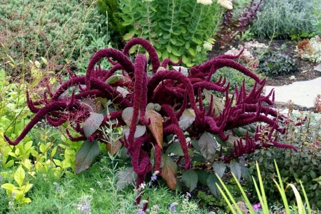 Амарант метельчатый "Oeschberg" (Amaranthus paniculatus 'Oeschberg') Амарант метельчатый "Oeschberg" (Amaranthus paniculatus 'Oeschberg')