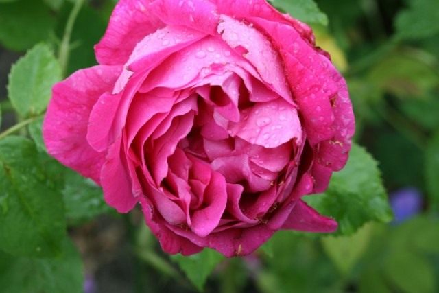 Бурбонская роза сорт 'Baron J.B. Gonella'