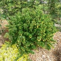 Барбарис самшитолистный (Berberis buxifolia) Барбарис самшитолистный (Berberis buxifolia)