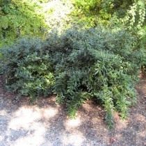 Барбарис Юлиана (Berberis julianae) Барбарис Юлиана (Berberis julianae)