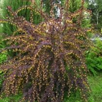 Барбарис оттавский (Berberis x ottawensis) Барбарис оттавский (Berberis x ottawensis)
