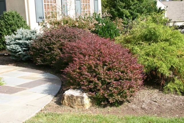 Барбарис Тунберга (Berberis thunbergii) Барбарис Тунберга (Berberis thunbergii)