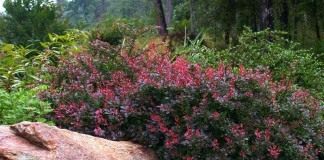 Барбарис Тунберга (Berberis thunbergii)
